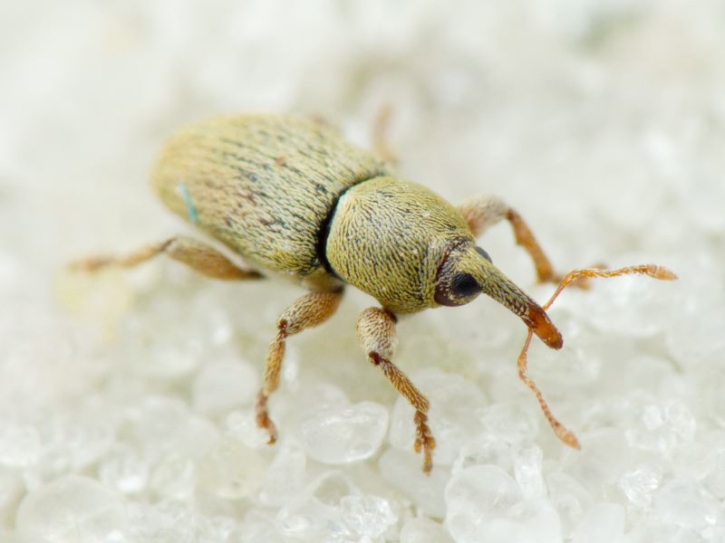 Tychius Germar, 1817